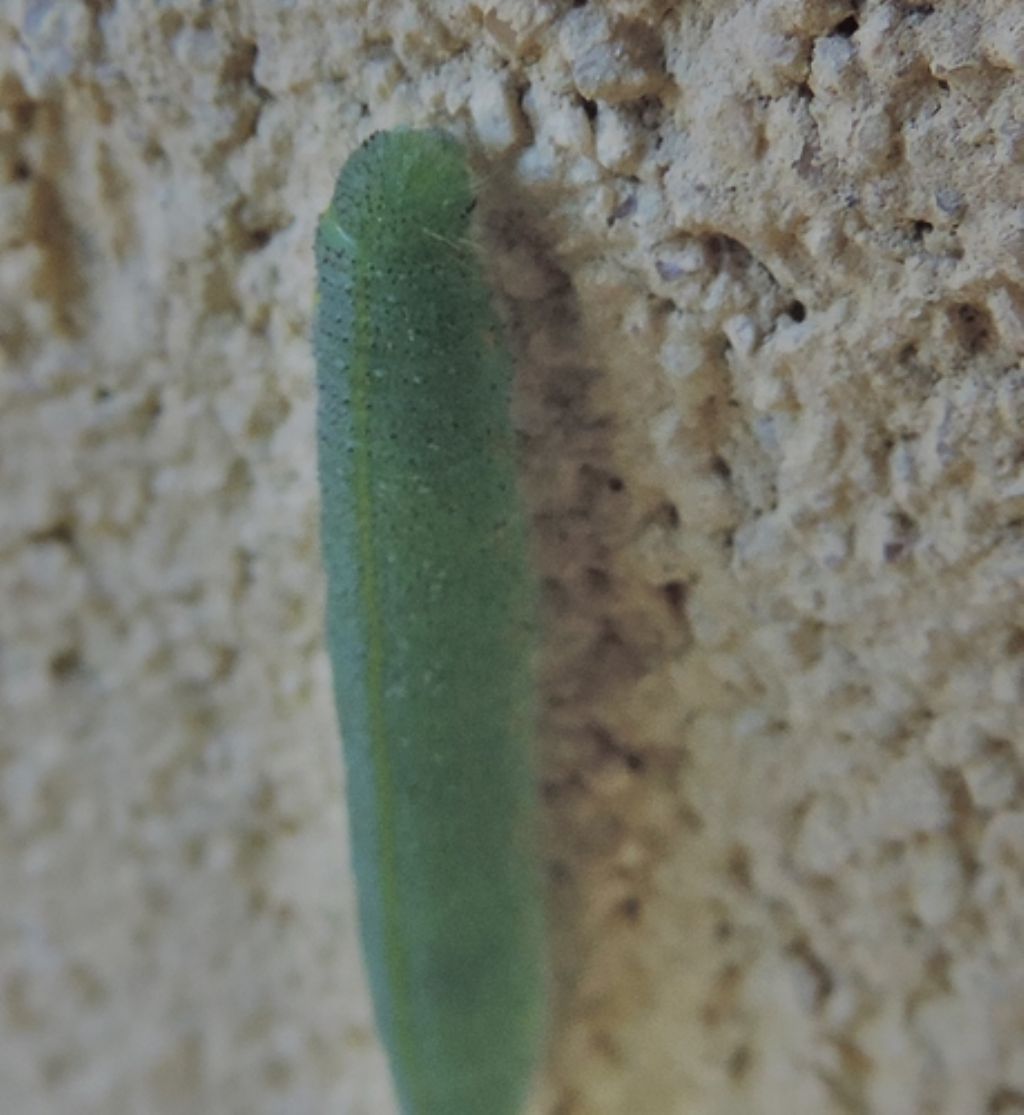 Bruco verde sul muro: Pieris rapae